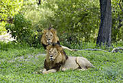 Lions Okavango